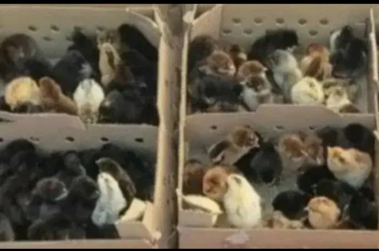 جوجه محلی یک روزه